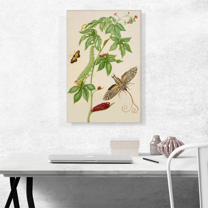 Cotton-Leaf Physicnut With Giant Sphinx Moth 1702