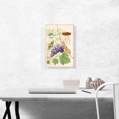 Grape Vine With Gaudy Sphinx Moth 1702