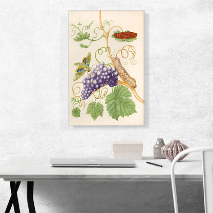 Grape Vine With Gaudy Sphinx Moth 1702