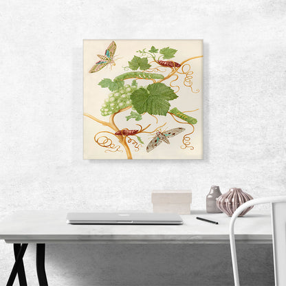 Grape Vine With Vine Sphinx Moth Satellite Sphinx Moth 1702
