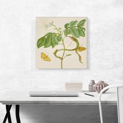 Icecream Bean Tree with Cloudless Sulphur Butterfly 1702