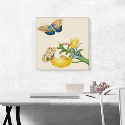 Banana With Teucer Owl Butterfly Rainbow Whiptail Lizard 1702