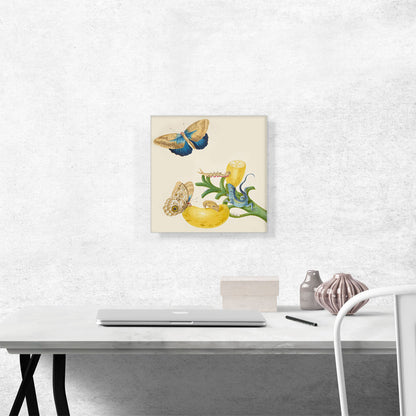 Banana With Teucer Owl Butterfly Rainbow Whiptail Lizard 1702