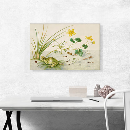 Marsh Marigold With The Life Stages Of a Frog 1705