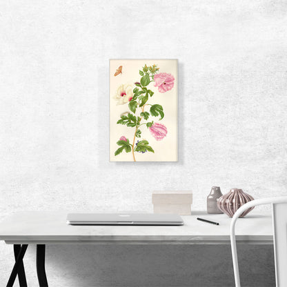Okra Flowering Plant 1702