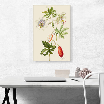 Passion Flower