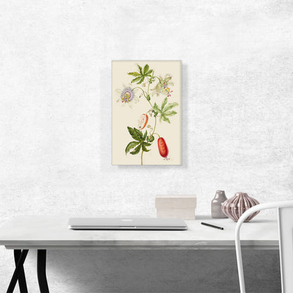 Passion Flower