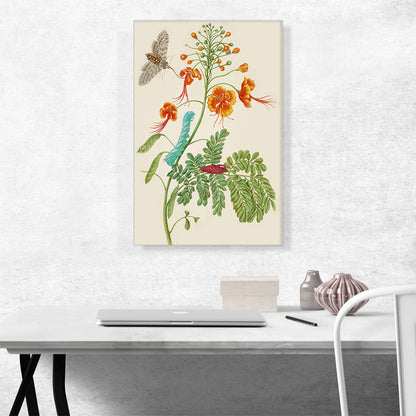 Peacock Flower With Carolina Sphinx Moth 1702