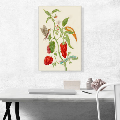 Pepper Plant With Carolina Sphinx Moth 1702