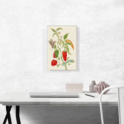 Pepper Plant With Carolina Sphinx Moth 1702