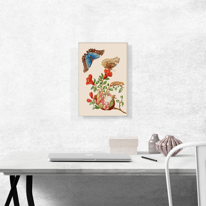 Pomegranate And Menelaus Blue Morpho Butterfly 1702