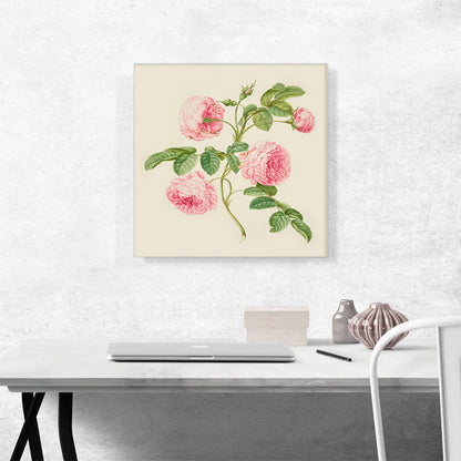 Provence Rose 1705