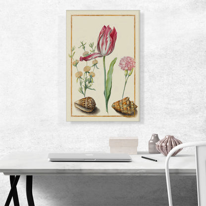 Study Of a Tulip Carnation And Two Shells