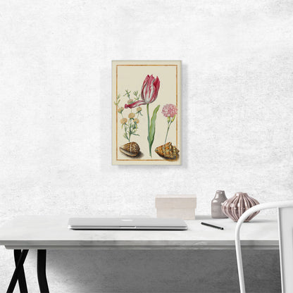 Study Of a Tulip Carnation And Two Shells