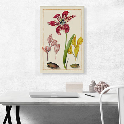 Study Of a Tulip Two Crocuses And Two Insects