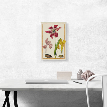 Study Of a Tulip Two Crocuses And Two Insects