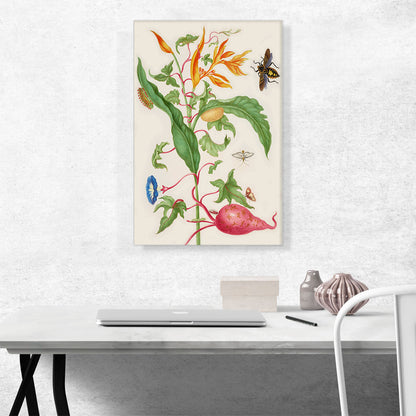 Sweet Potato Plant Parakeet Flower Bug Melonworm Moth 1702