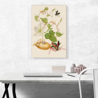 Tropical White Morning Glory With Two Beetles 1702