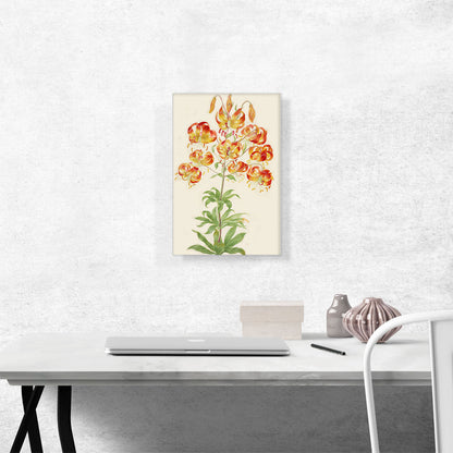 Turk's Cap Lily