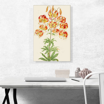 Turk's Cap Lily