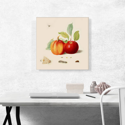 Two Apples With Gypsy Moth 1705