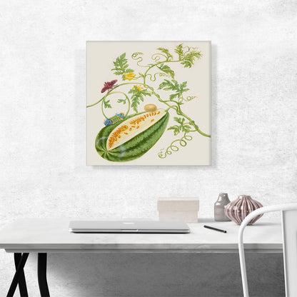 Watermelon Vine With Acharia Moth 1702