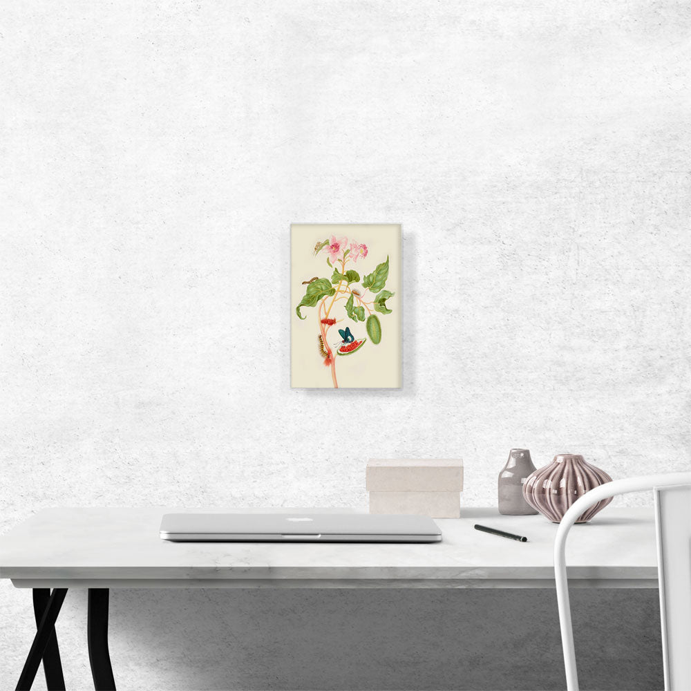 Branch Of Achiote With Firetip Butterfly 1702