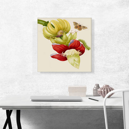 Branch Of Banana With Bullseye Moth 1702