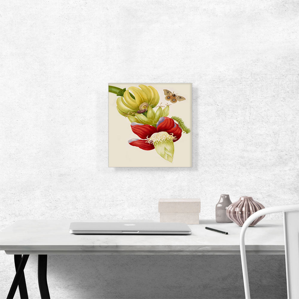 Branch Of Banana With Bullseye Moth 1702