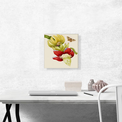 Branch Of Banana With Bullseye Moth 1702