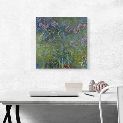 Agapanthus Flowers