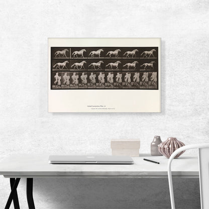 Animal Locomotion - White Horse 1885