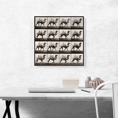 Camel Racking 1887