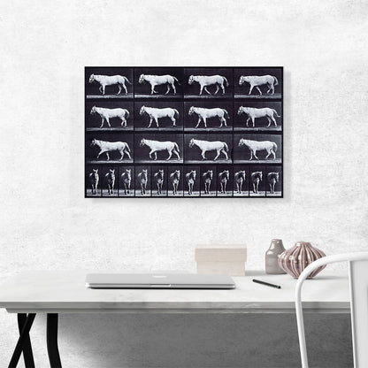 White Horse - Animal Locomotion
