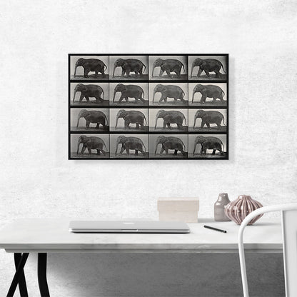 An Elephant Walking Black and White