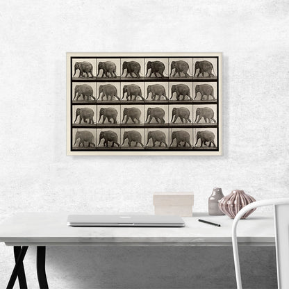 An Elephant Walking Sepia