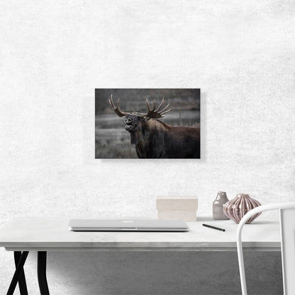Alaskan Moose Home Decor Rectangle