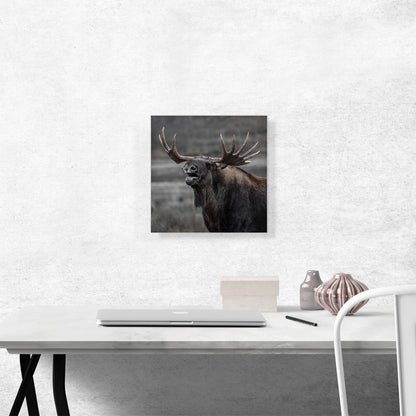 Alaskan Moose Home Decor Square