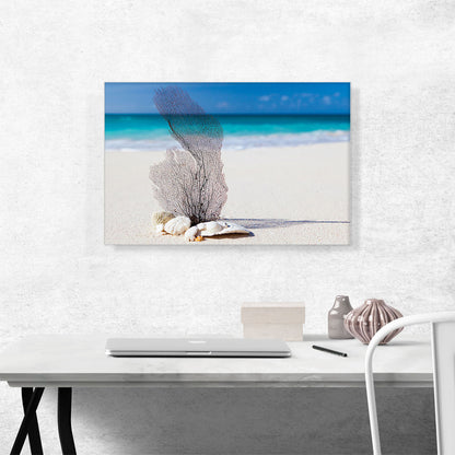 Coral on the Sea Beach