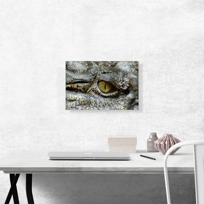 Crocodile Eye Zoo decor