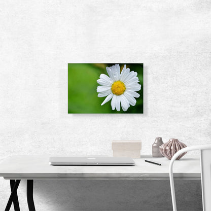 Daisy Flower Home decor