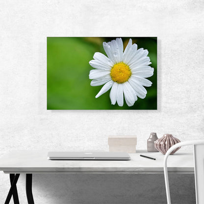 Daisy Flower Home decor
