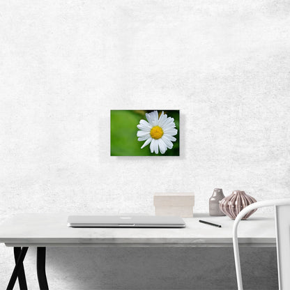 Daisy Flower Home decor
