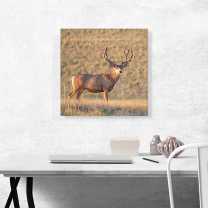 Deer In Wild Field Home decor