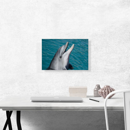 Dolphin Home decor