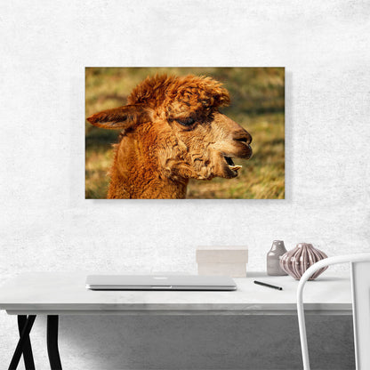 Alpaca Zoo decor