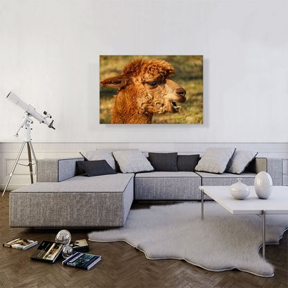 Alpaca Zoo decor