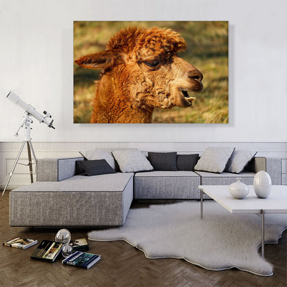 Alpaca Zoo decor