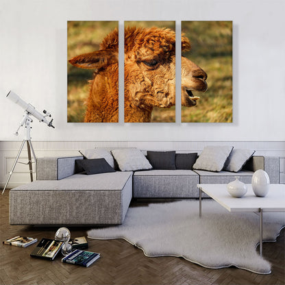 Alpaca Zoo decor