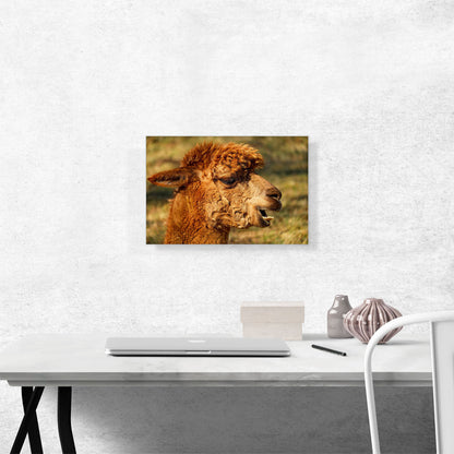 Alpaca Zoo decor